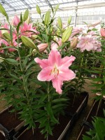 [4297 Binasco VH No01.JPG]